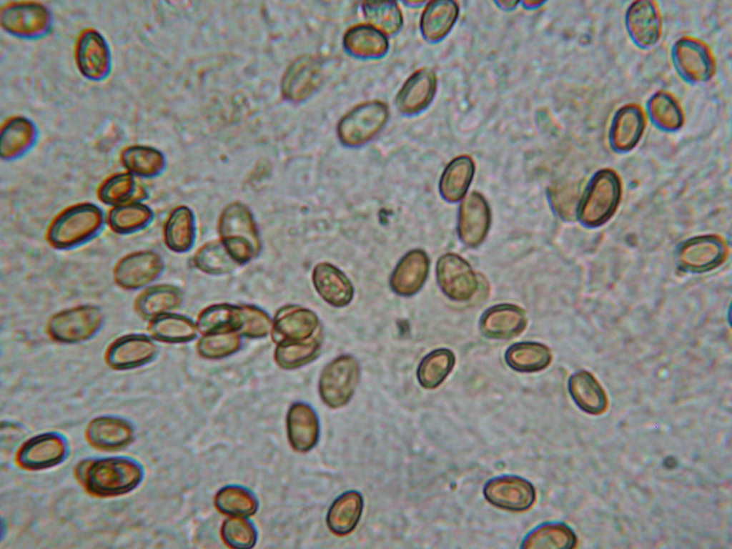 Sotto Alnus glutinosa...(cfr. Inocybe squarrosa)